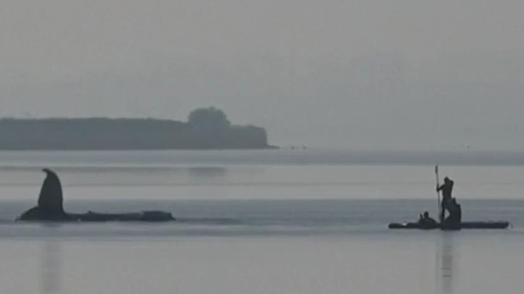 Foto: Vandaag toch nog reddingspoging Duitse bultrug