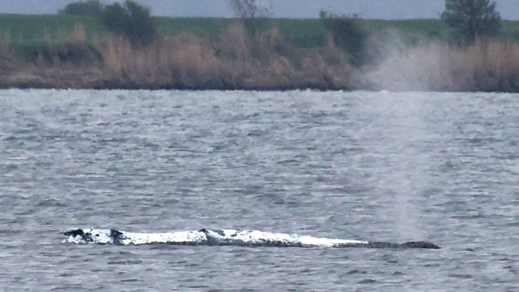 Foto: Gestrande bultrug toch op eigen kracht uit Duitse baai