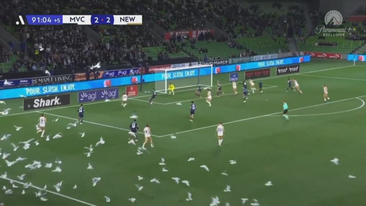 Meeuwen weigeren van veld af te gaan tijdens voetbalwedstrijd