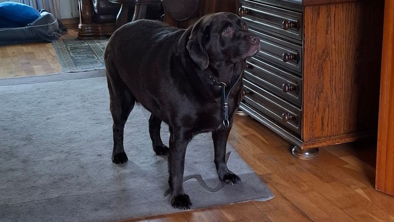 Baasje mag hond niet houden van de rechter, hond is veel te dik