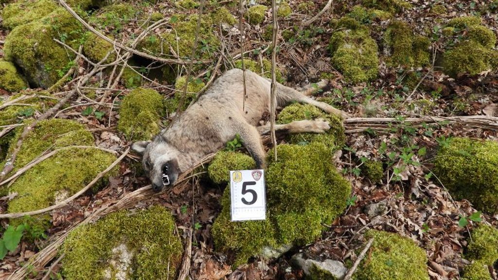 18 wolven dood gevonden in nationaal park Italië, vermoedelijk vergiftigd