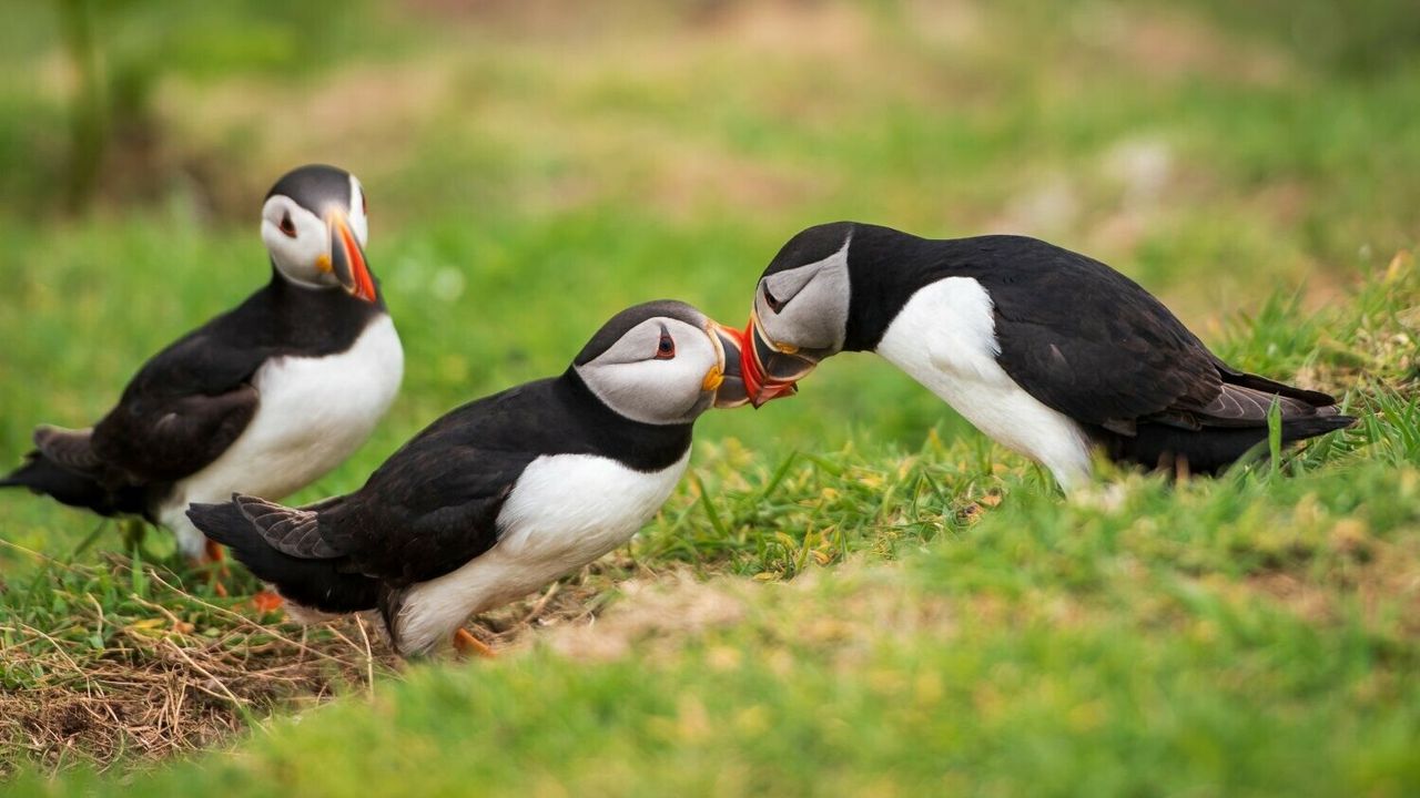 Wow: Veel meer papegaaiduikers dan verwacht op Brits eiland