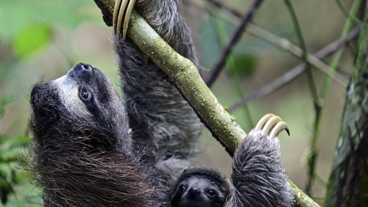 Luiaards nog voor opening van dierenpark doodgegaan door kou