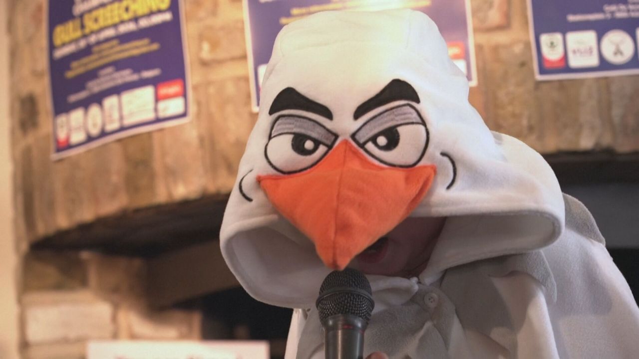 IEEEEE-IEE-IEE-IEE!! Zo klinkt het kampioenschap meeuwen-schreeuwen