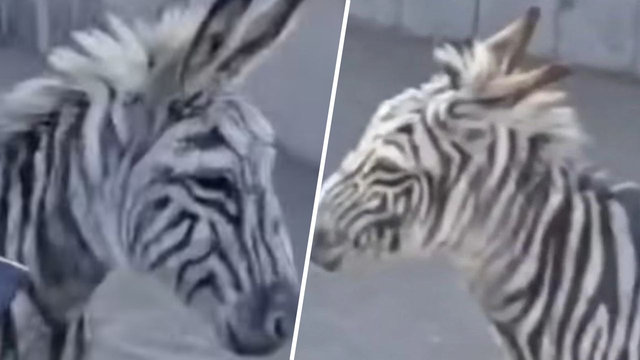 Paniek om ontsnapte zebra, blijkt geverfde ezel te zijn