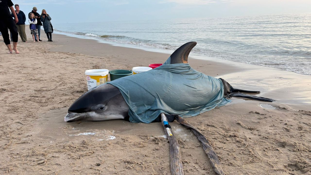 Levende dolfijn spoelt aan op strand bij Egmond aan Zee