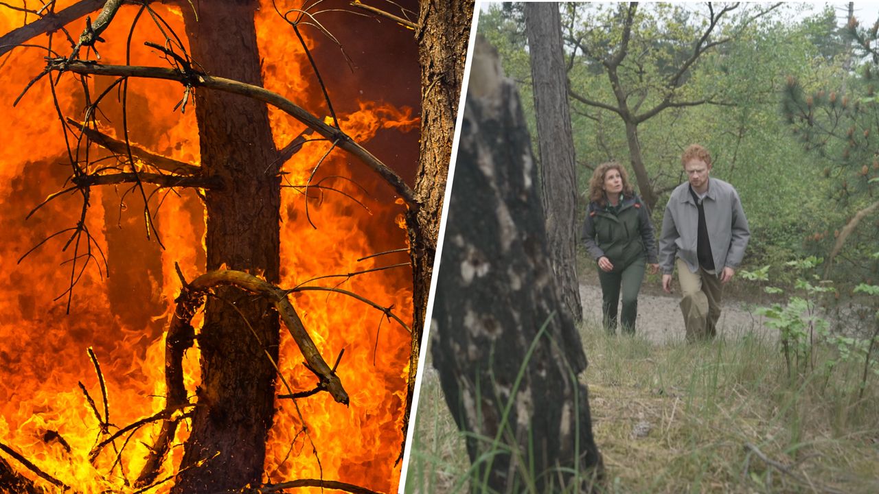 Hoe gaat het met de dieren en natuur na alle natuurbranden?