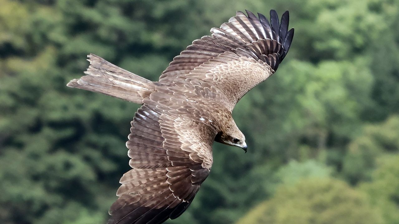 Sterre wordt aangevallen door een buizerd: 'Ik was aan het gillen'