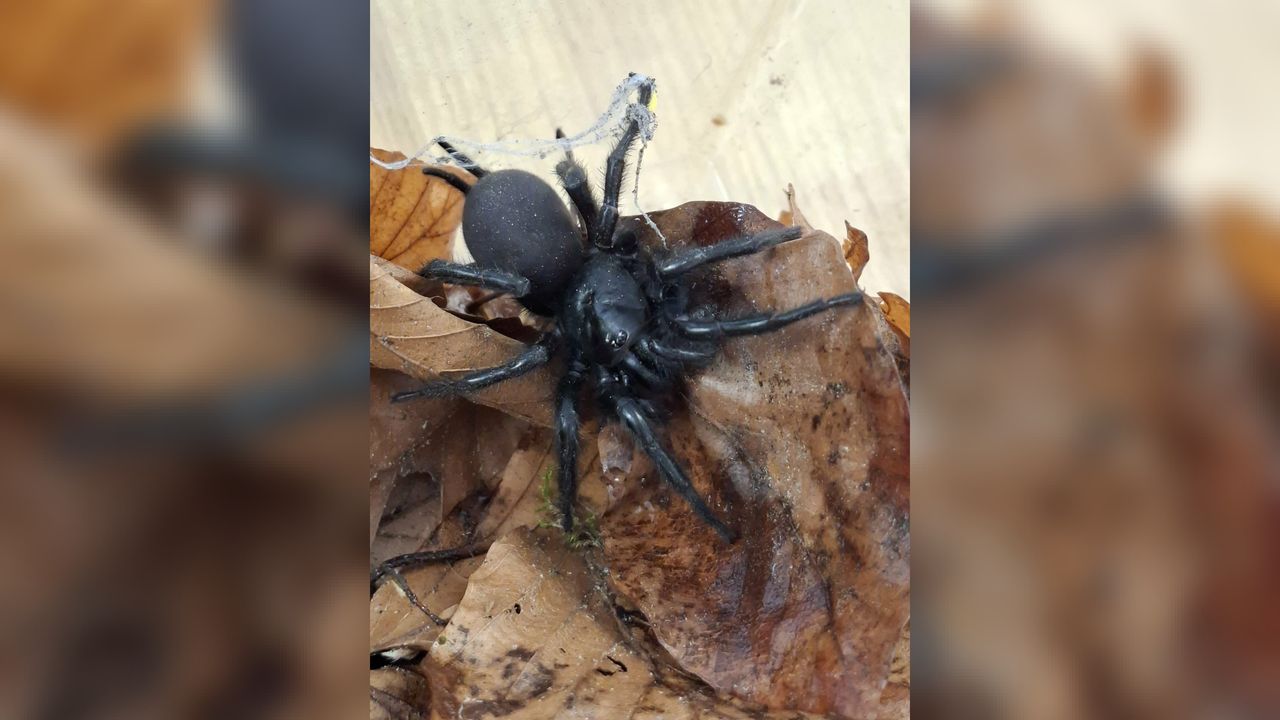 Zeldzame Spaanse stierspin in Nederland gevonden