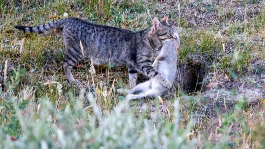 Schiermonnikoog gaat alle zwerfkatten vangen, dit keer met hulp van drones