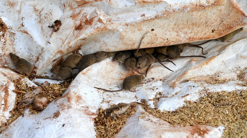 Foto: Muizenplaag in Australië: muizenparadijs door recordoogst