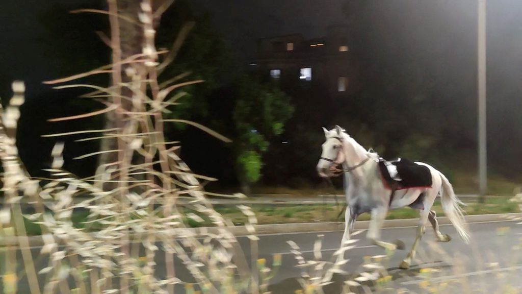 Tientallen paarden op hol in Rome door vuurwerk van politieagent