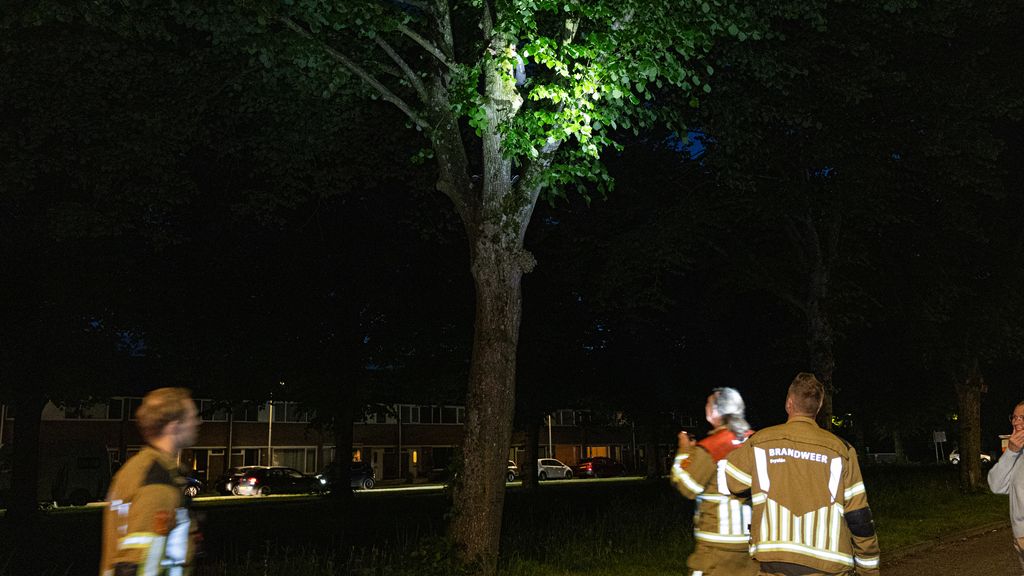 Foto: Vrouw komt vast te zitten in boom bij zoektocht naar papegaai