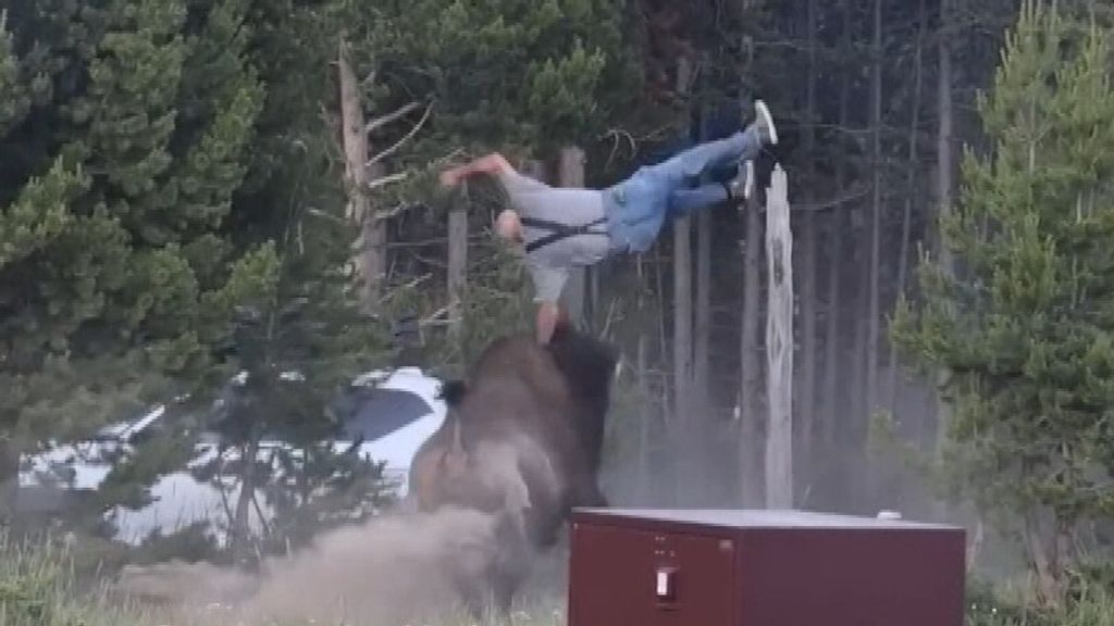 Bizon slingert toerist meters de lucht in bij aanval in Yellowstone