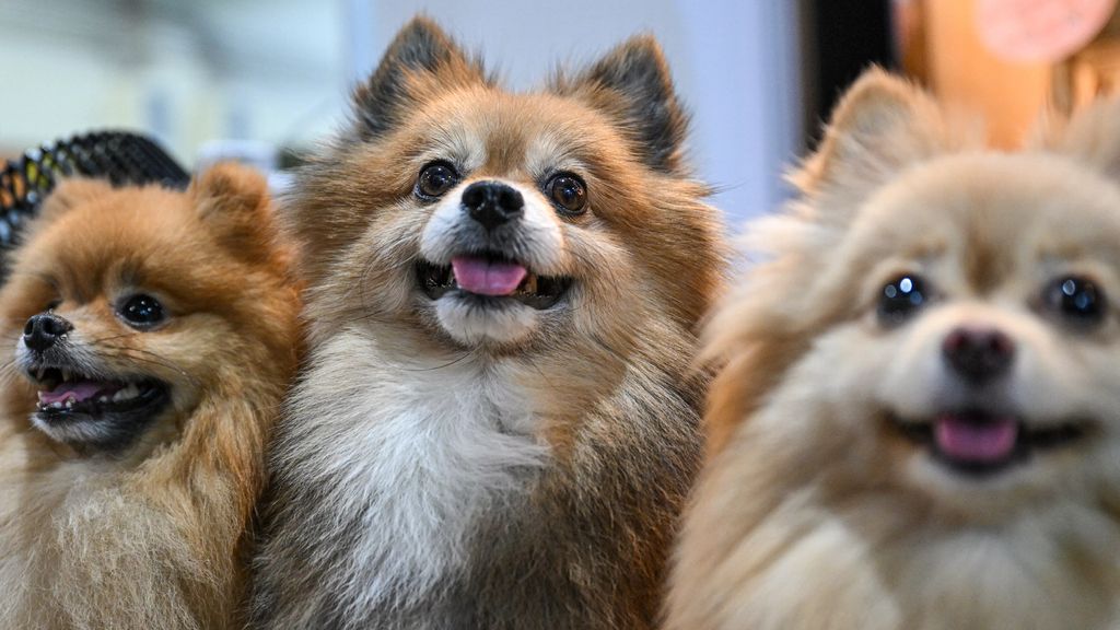 Taakstraf voor man uit Best die zieke pups verkocht, ‘het leed spat uit het dossier’ Taakstraf voor man uit Best die zieke pups verkocht, ‘het leed spat uit het dossier’