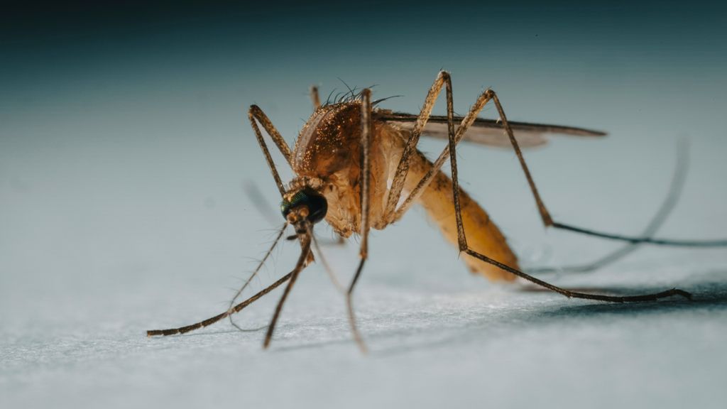Westnijlvirus rukt verder op: meer dan duizend besmettingen binnen Europa